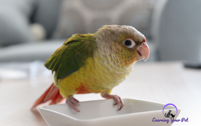 Can Your Green Cheek Conure Learn to Talk?