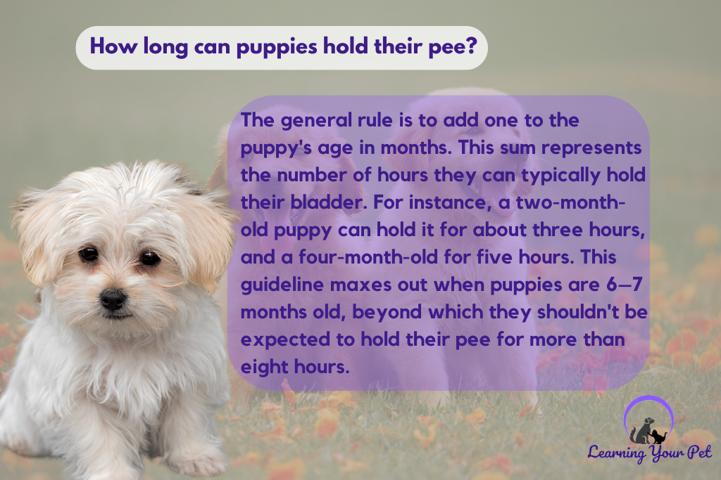 how long puppies can hold their pee?