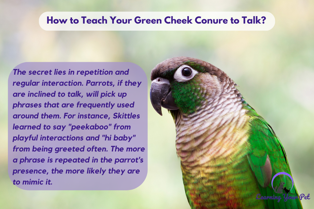How To Teach Green Cheek Conure to Talk?